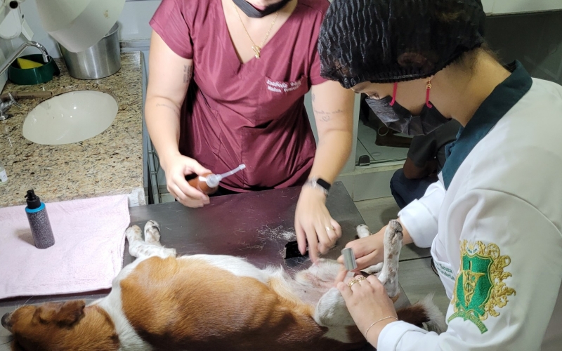 Prefeitura de João Monlevade reabre inscrição on-line para castração de cães e gatos